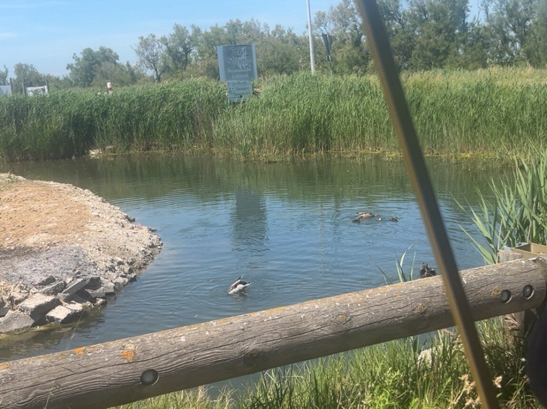 Le Petit Train Camarguais-滨海圣玛丽必去景点