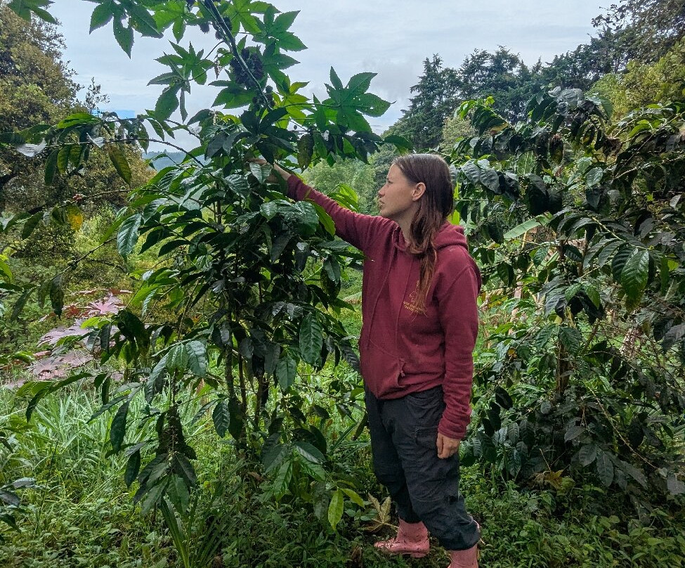 Finca Don Eduardo Coffee Tour-萨伦托必去景点