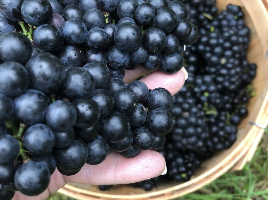 Winterhawk Vineyards-South Kingstown必去景点