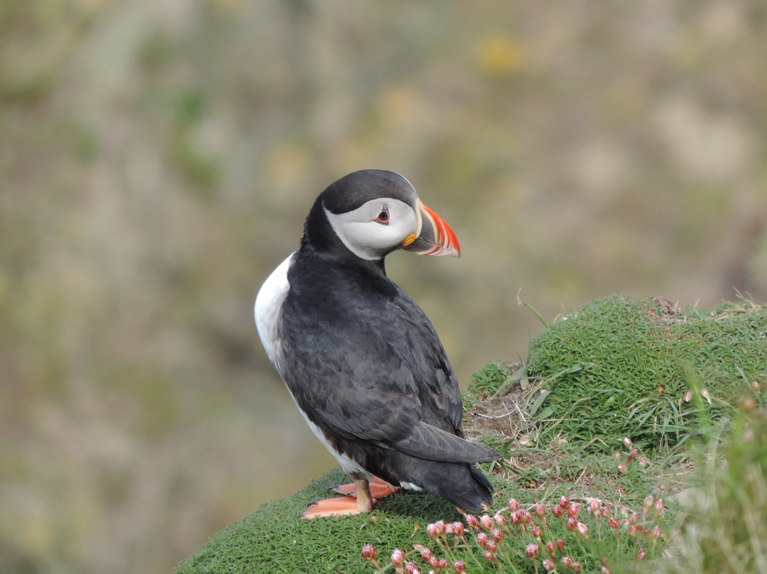 Shetland Nature-Unst必去景点