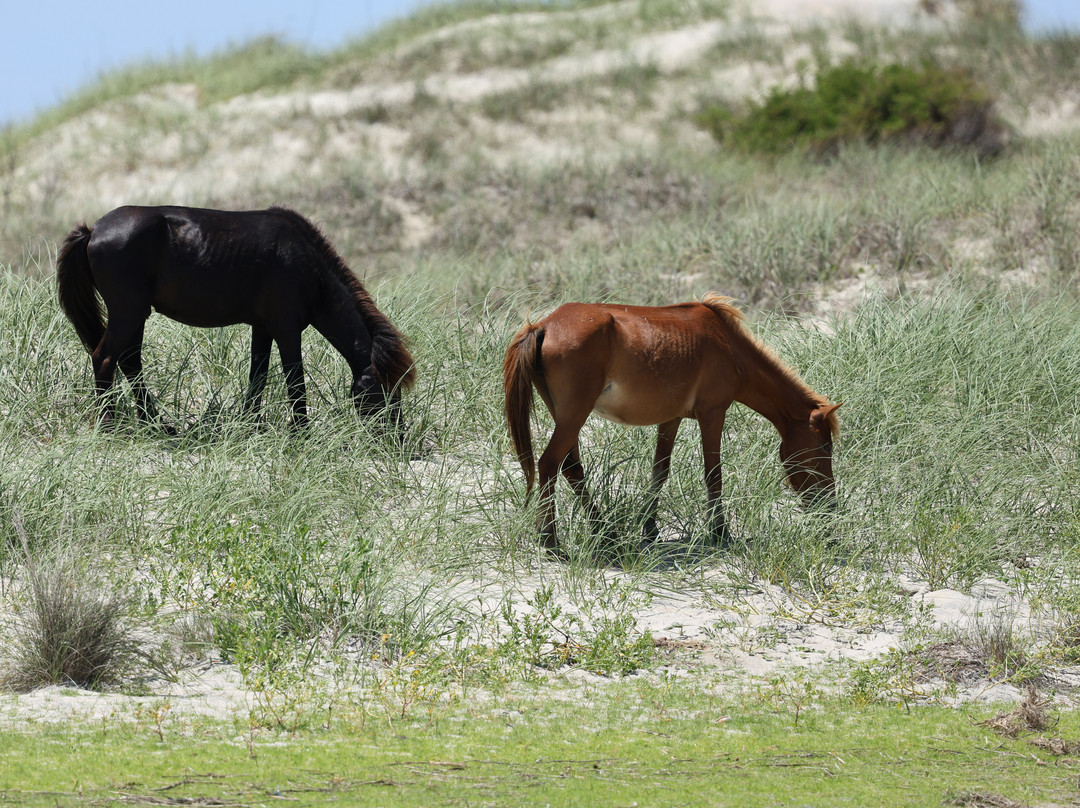 Shackleford Banks-Harkers Island必去景点