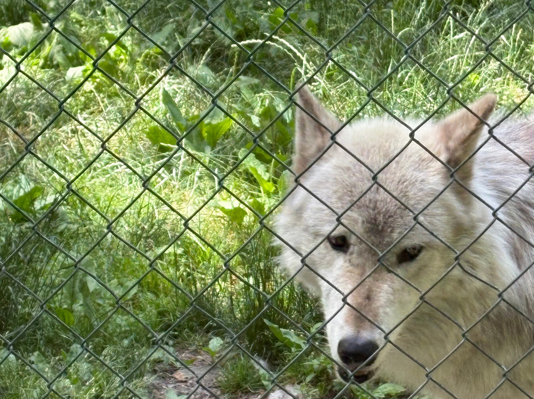 Lakota Wolf Preserve-Columbia必去景点