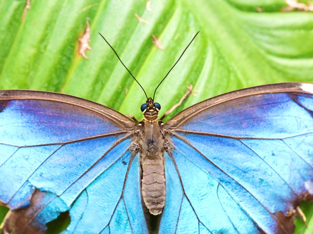 Jardin Des Papillons-Grevenmacher必去景点