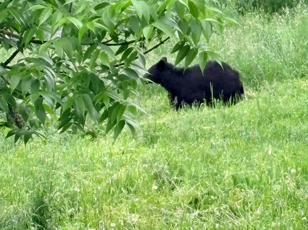 Vince Shute Wildlife Sanctuary-Orr必去景点
