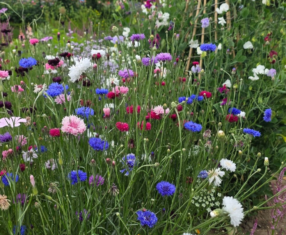 Houghton Hall and Gardens-Houghton必去景点