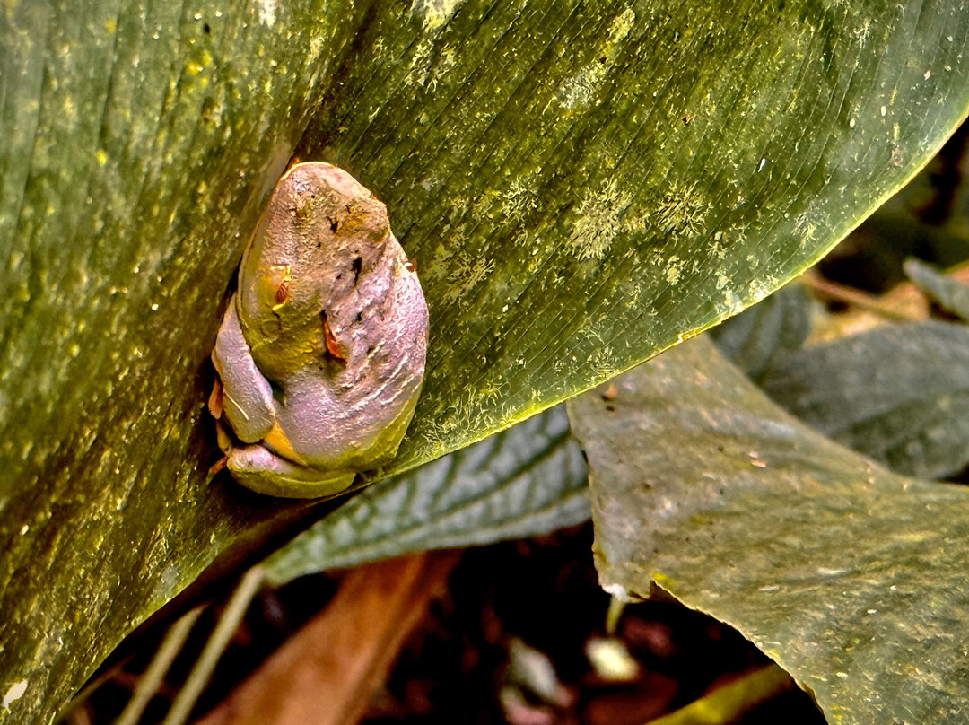 Best of Costa Rica DMC-圣何塞必去景点