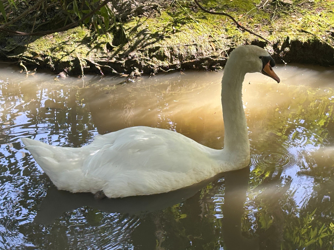 Les Oiseaux Du Marais