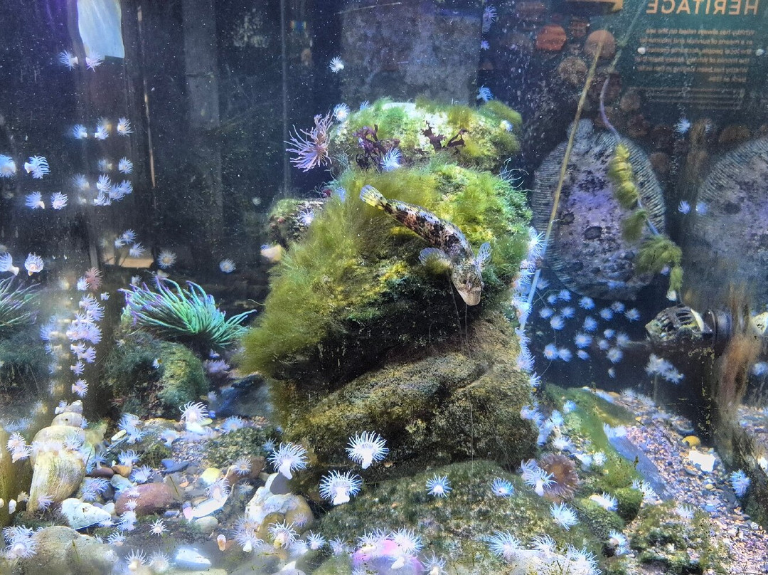 Marine Discovery Centre & Whitby Lobster Hatchery-惠特比必去景点