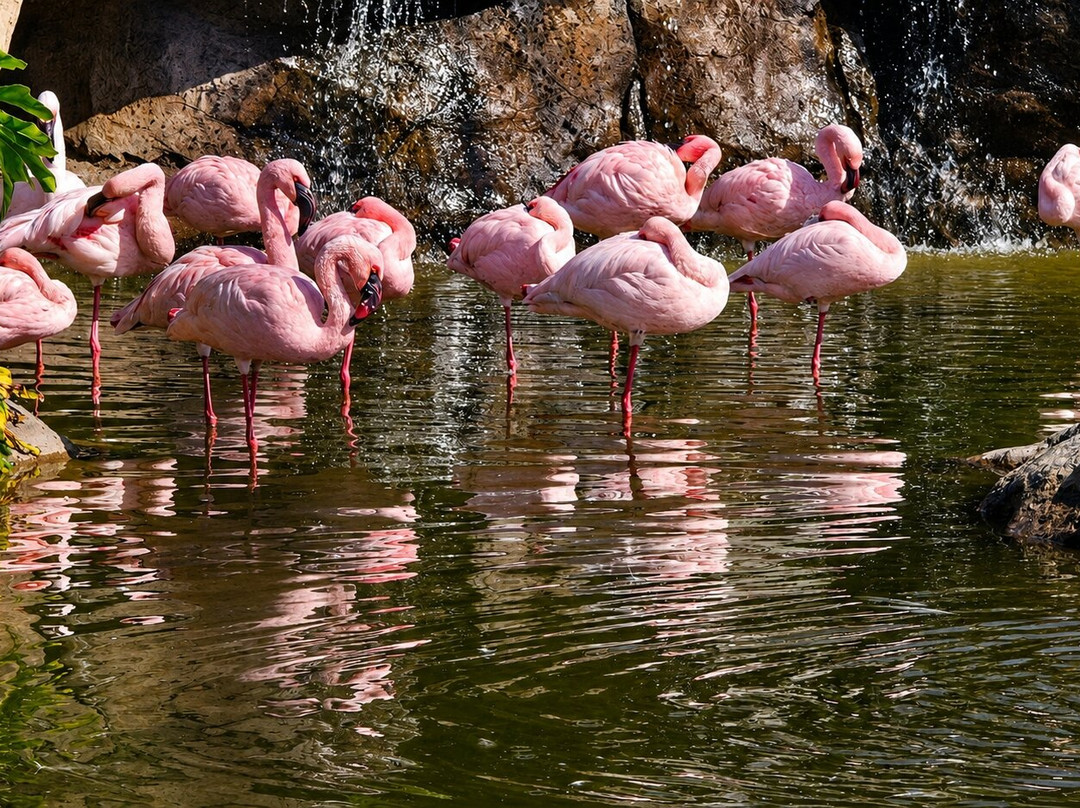 Mystic Monkeys & Feathers Wildlife Park-Rust de Winter必去景点