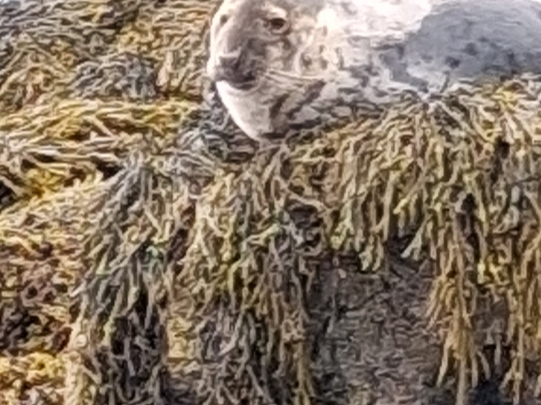 Gairloch Glass Bottom Boat Cruises-盖尔洛赫必去景点