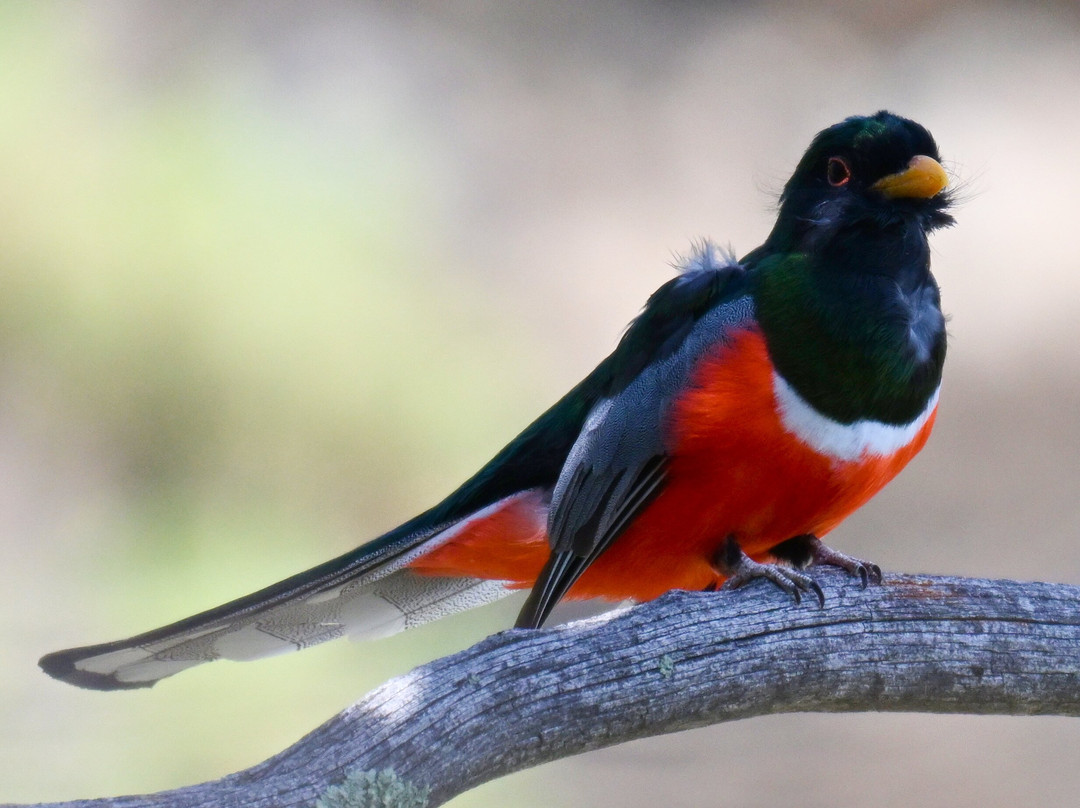 American Birding Guides