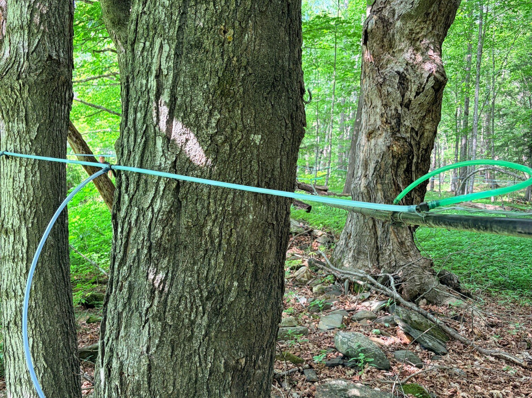 Sugarbush Farm-伍德斯托克必去景点