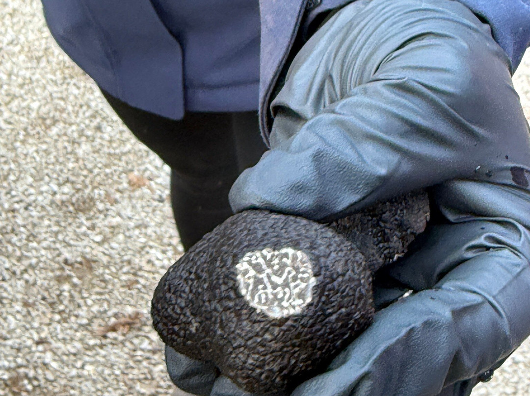 The Truffle Farm Tasmania-德洛兰恩必去景点