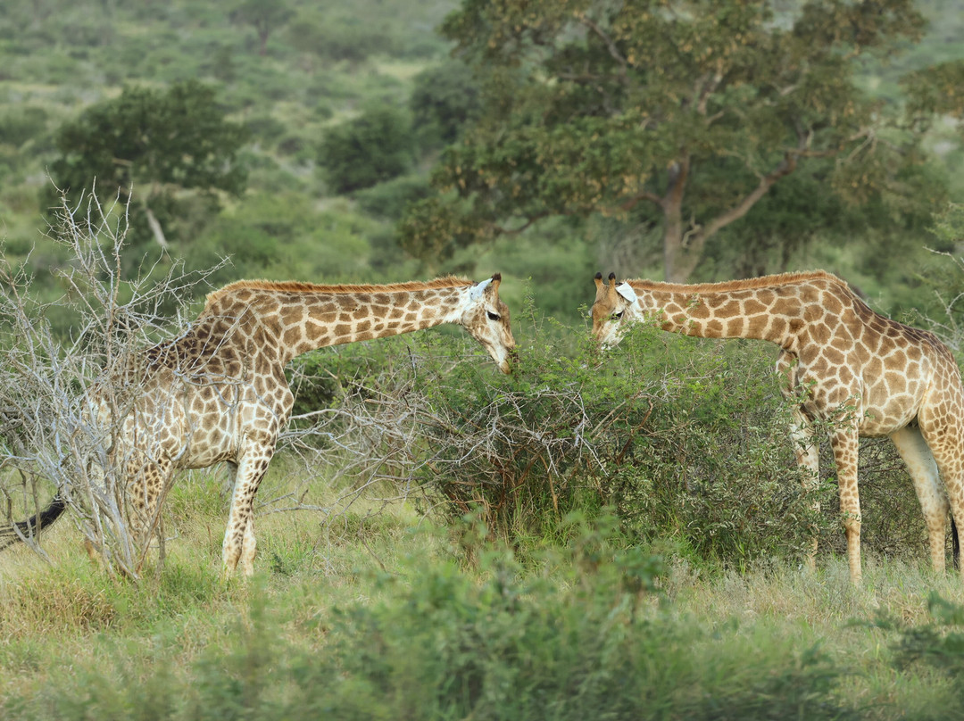 Kruger Untamed