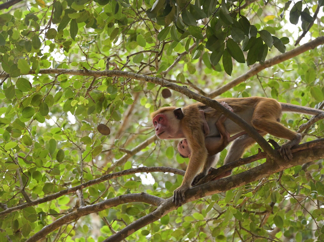 Wilpattu Safari Jeep-Wilpattu National Park必去景点