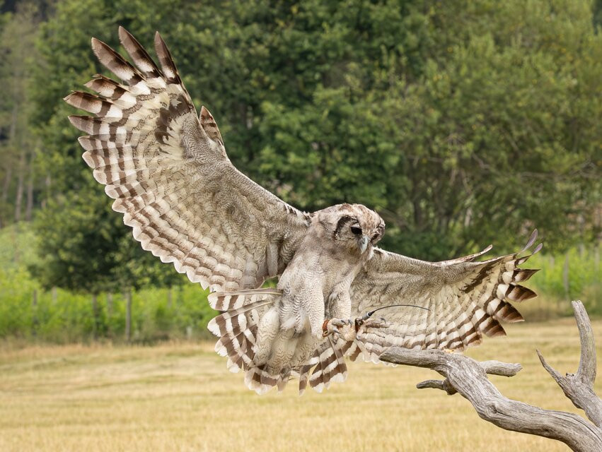 UK Owl And Raptor Centre-Groombridge必去景点