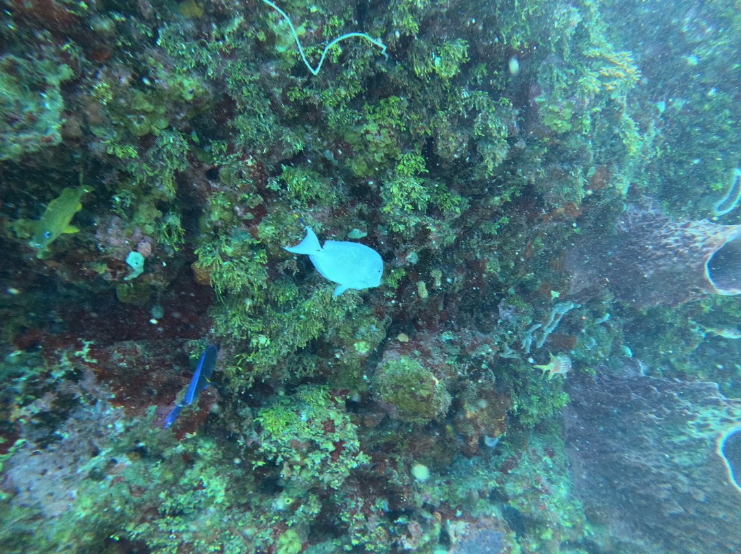 The Reef Marina-普拉亚德尔卡曼必去景点