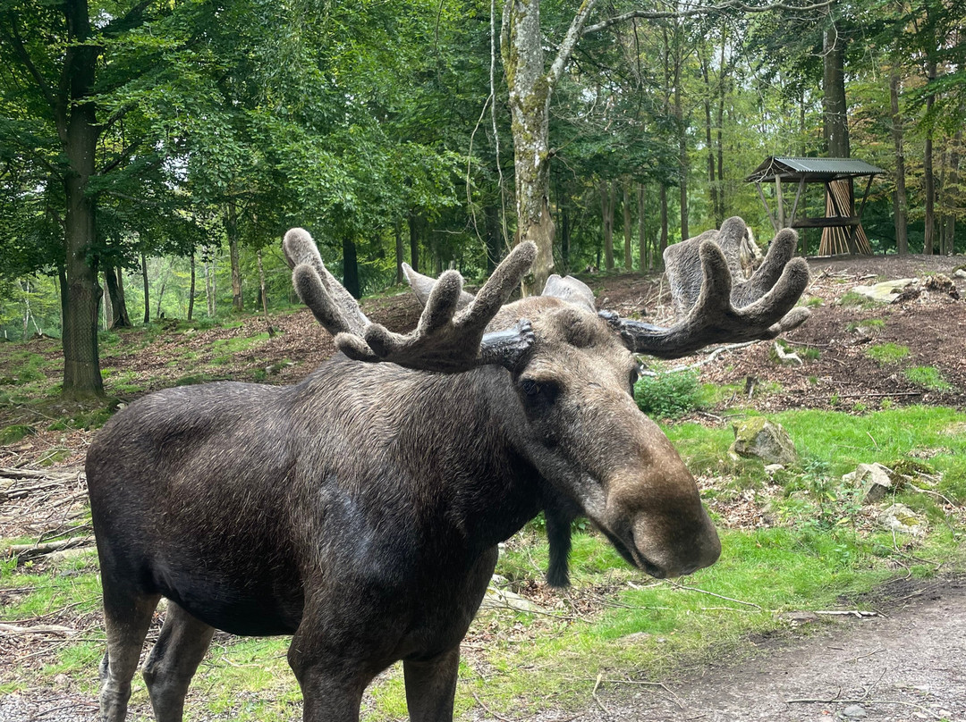 Soderasens Algpark (moosepark)-Kagerod必去景点