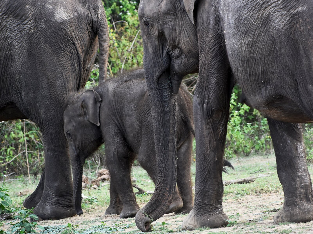 Udawalawe Safari Fun-乌达瓦拉瓦必去景点
