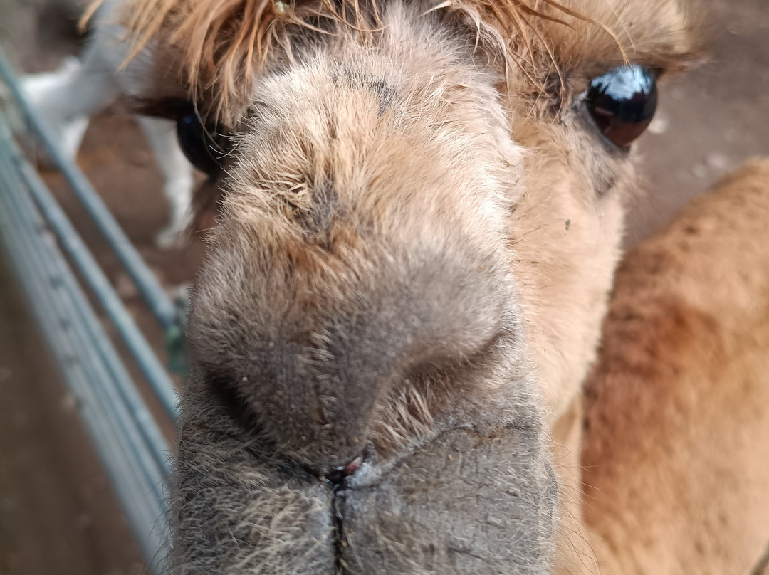 David’s Hill Alpacas-Arbroath必去景点