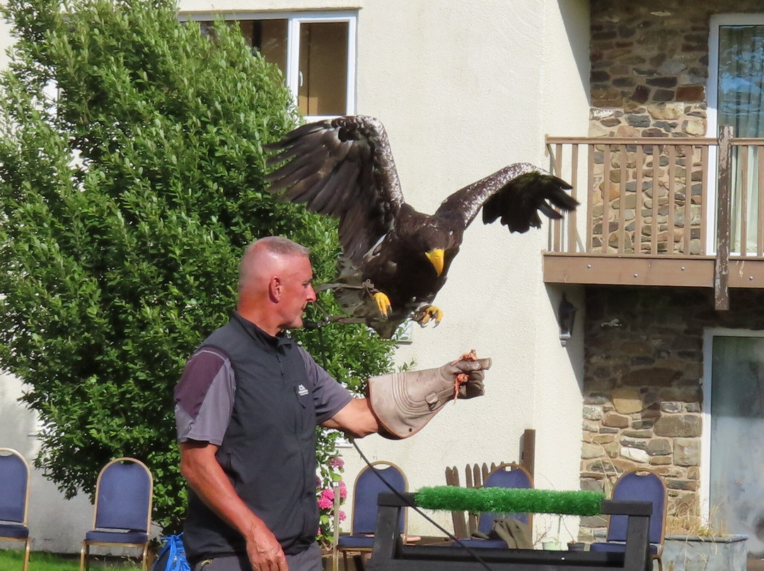 Falconry Experience Wales-Newtown必去景点