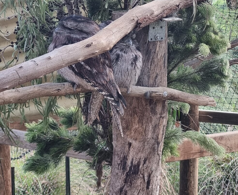 Capes Raptor Centre-玛格丽特河必去景点