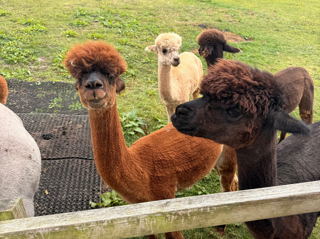 Wreay Syke Alpacas-肯德尔必去景点
