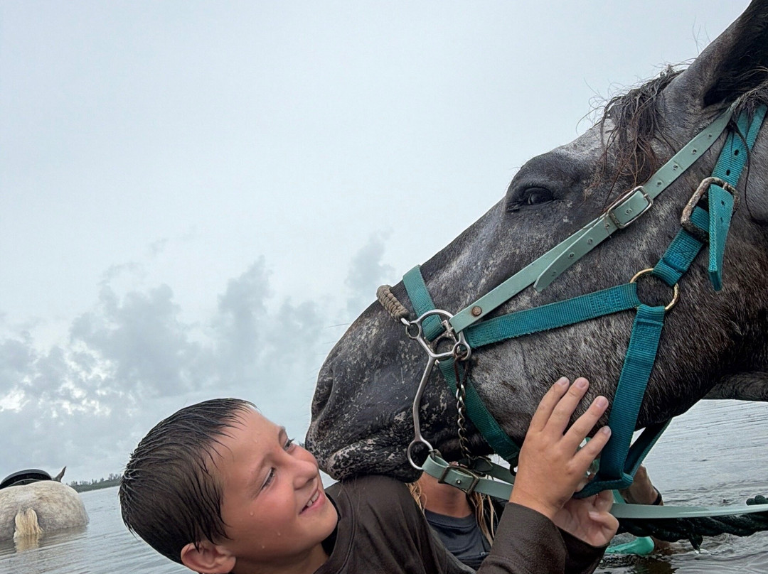 Florida Beach Horses-布雷登顿必去景点