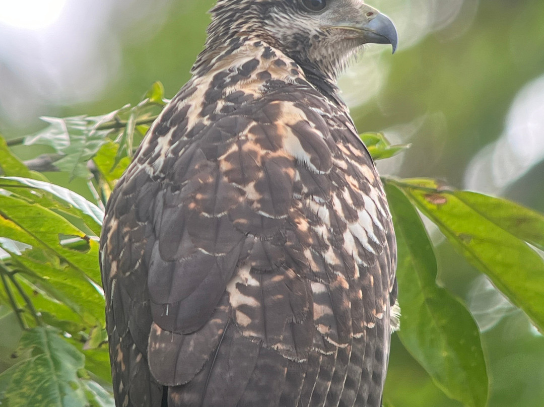Corcovado Guia CR-希门尼斯港必去景点