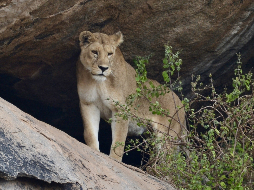 Makasa Tanzania Safaris-莫西必去景点