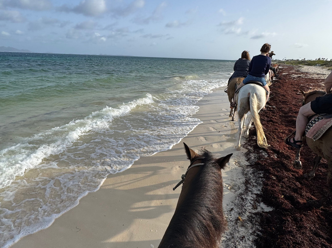 Seaside Stables Anguilla-West End Village必去景点