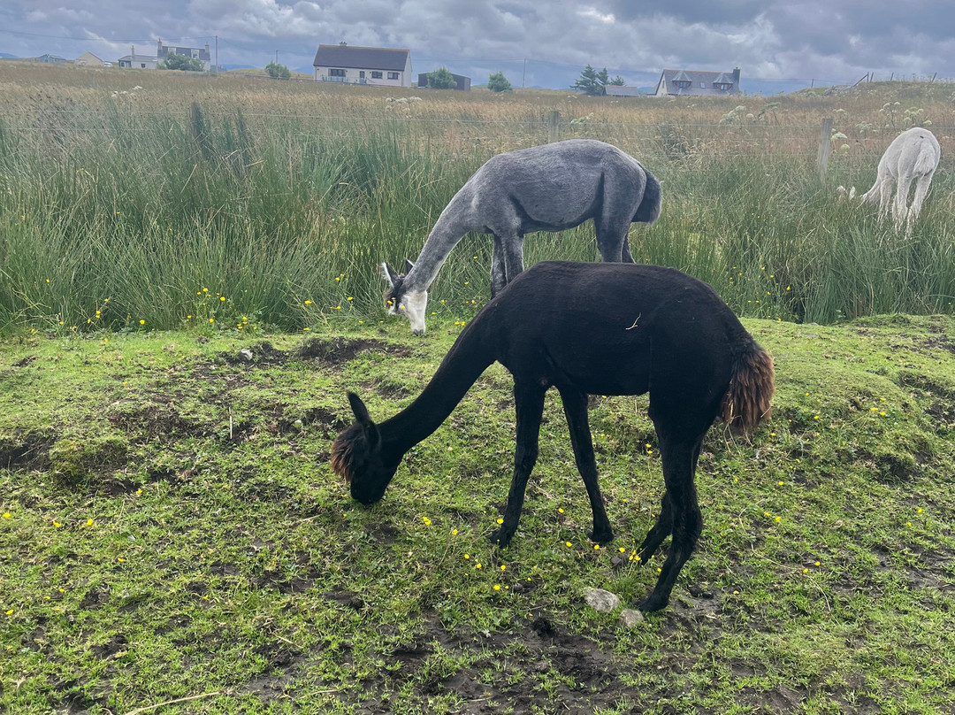 Callanish Alpacas-Callanish必去景点