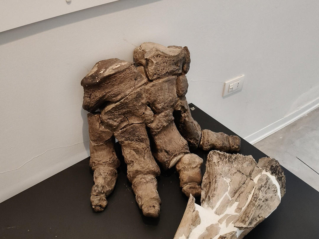 Museo Paleontologico "Luigi Boldrini"-Piegaro必去景点
