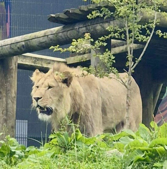 Belfast Zoo-Newtownabbey必去景点