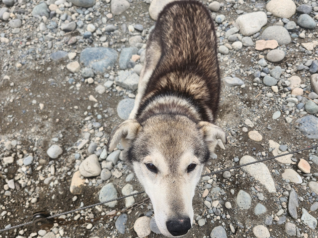 AK Sled Dog Tours-塔尔基特纳必去景点