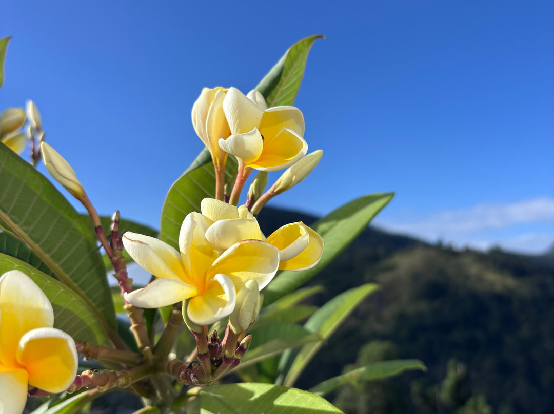 Come Visit Sri Lanka-康提必去景点