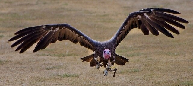 The Hawking Centre-Boughton Lees必去景点