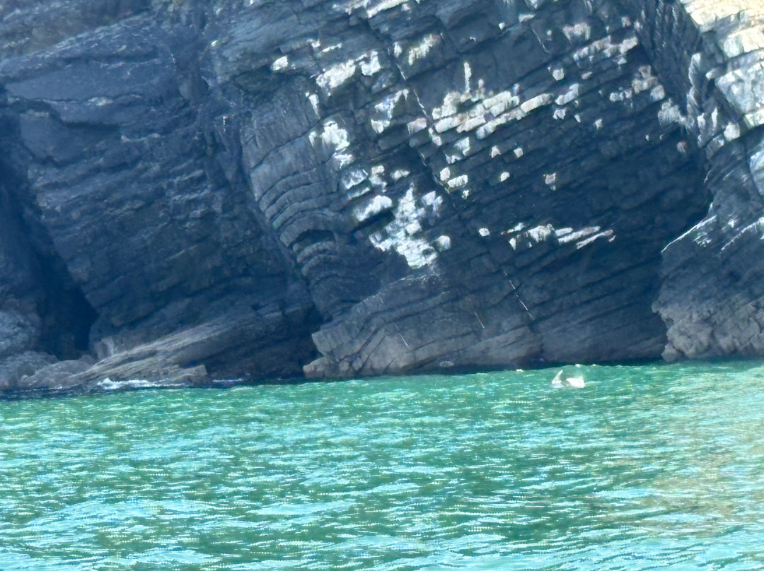 Dolphin Survey Boat Trips-纽基必去景点