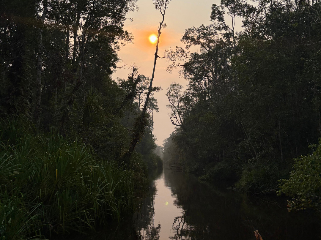 Orangutan Houseboat Tour-Kumai必去景点