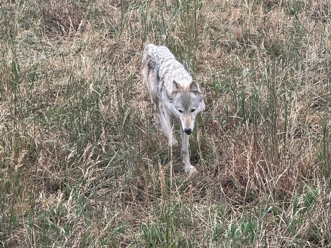 Howlers Inn Bed & Breakfast and Wolf Sanctuary主图