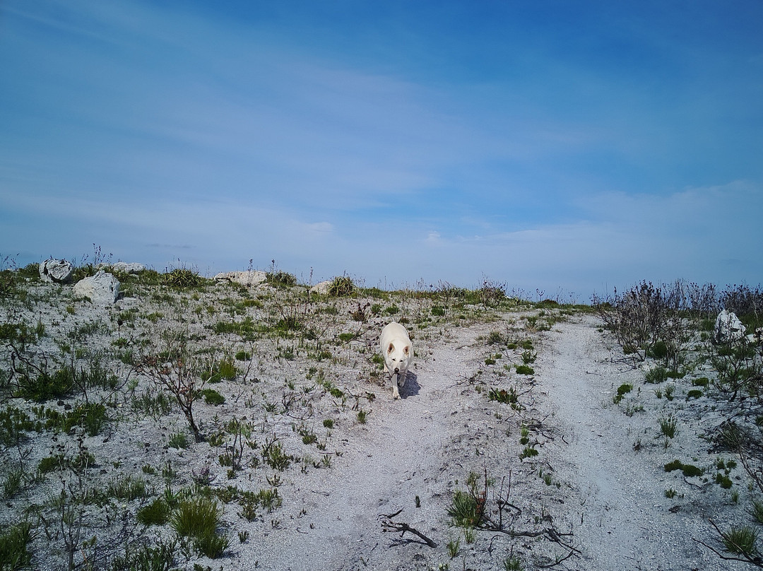Slow Track Farm-Baardskeerdersbos必去景点