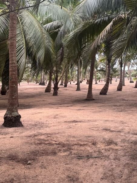 The Nattika Beach Resort主图