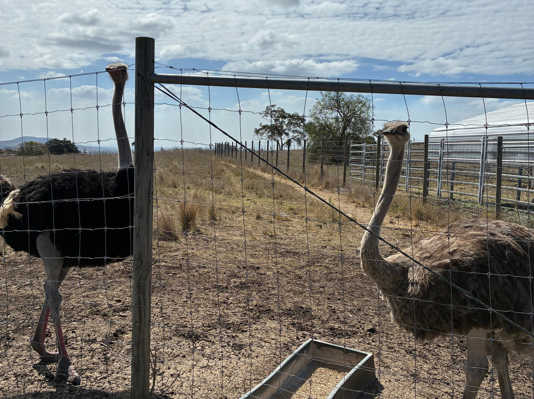 Darling Downs Zoo-Gatton必去景点