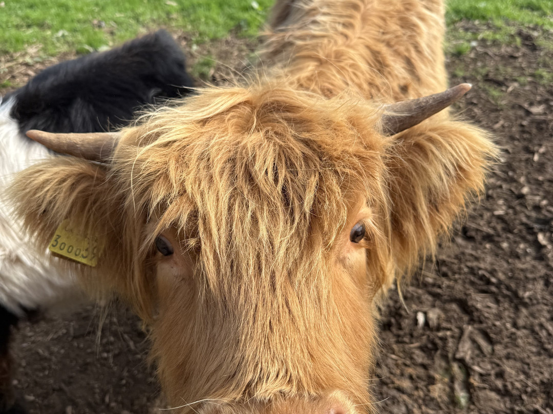 Pennywell Farm-Buckfastleigh必去景点