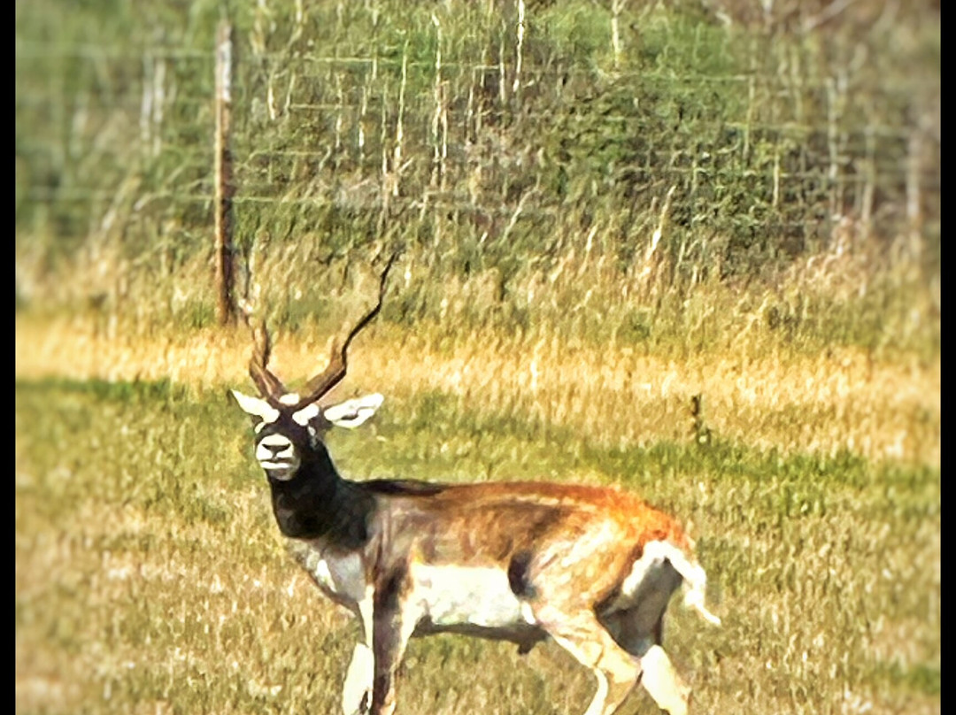 Watatunga Wildlife Reserve-金斯林必去景点