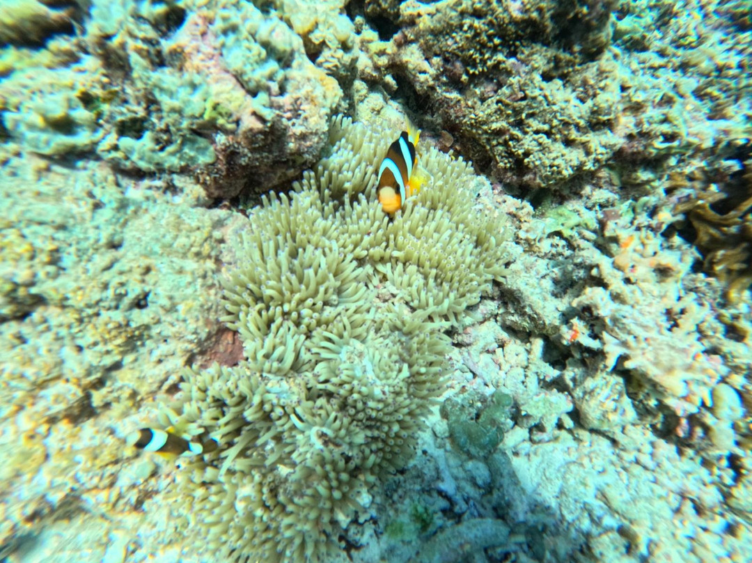 Dpm Diving Gili Air-Gili Air必去景点