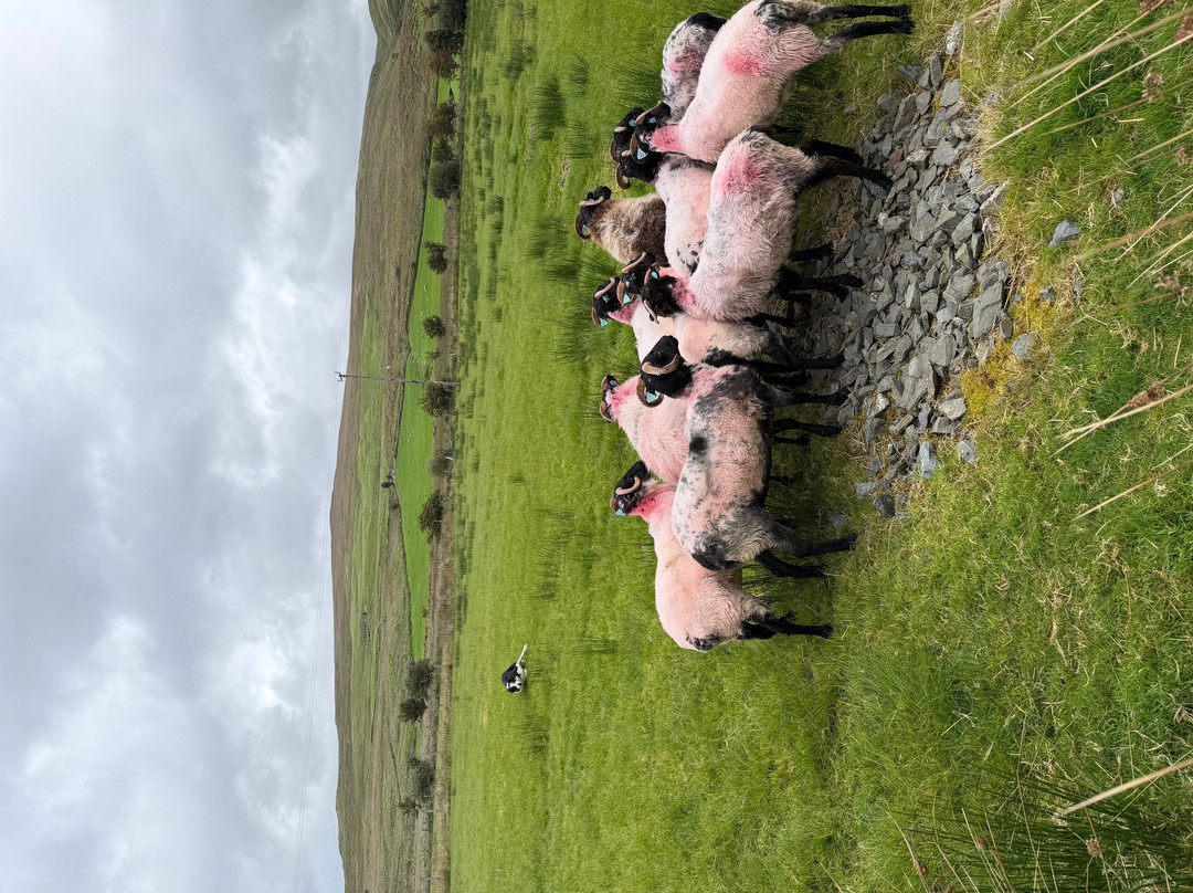 Glen Keen Farm-Derryheigh必去景点