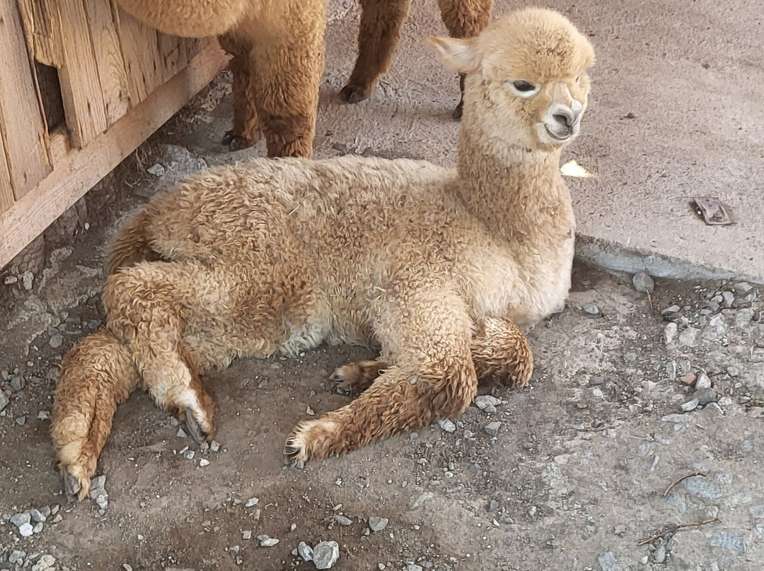 Camel Park Sunny Beach-拉夫达必去景点