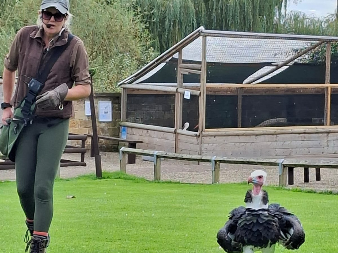 Thirsk Birds Of Prey Centre-瑟斯克必去景点