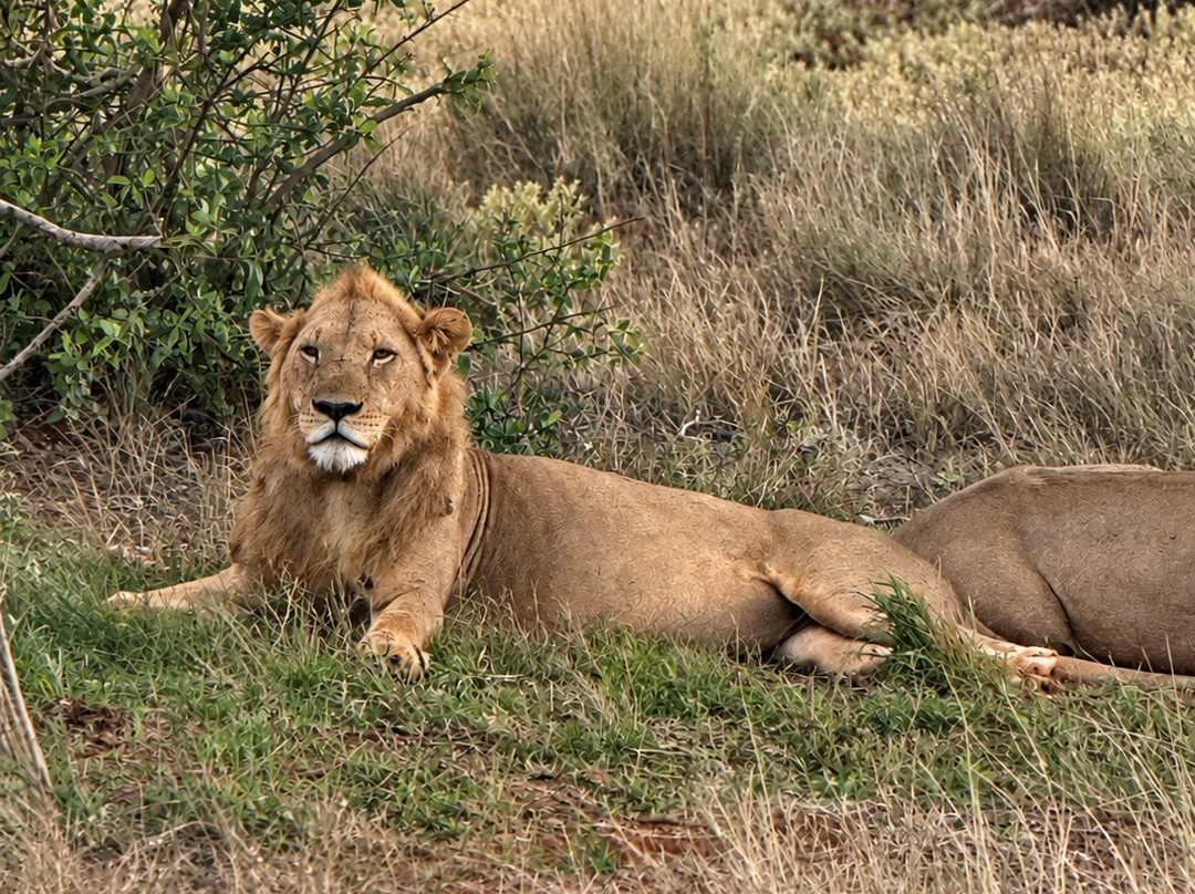 Luchiano Tours and Safaris-迪亚尼必去景点